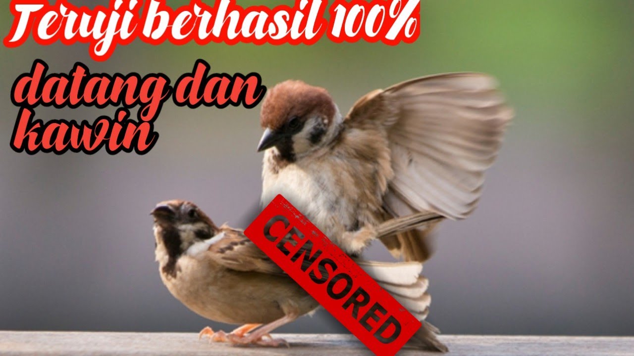 Masteran//pikat//pancingan burung golejra//gereja//finch
