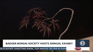 Badger Bonsai Society hosts annual exhibit.