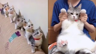 Cute and Funny Baby Cat Videos #4 | Best dank cat memes compilation of 2020 by night4217 3,979 views 3 years ago 3 minutes, 35 seconds