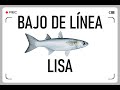 COMO PESCAR LISAS A SURFCASTING !PREPÁRATE TU PROPIO BAJO/APAREJO DE PESCA!