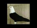 Iranian High Flyers pigeons For Sale Los Angeles USA 818-674-3661  کبوتر نقش ایران در شهر لوس آنجلس