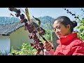 Roselle, known as the ruby in the plant, how to cook it|洛神花，被譽為植物界的“紅寶石”，怎麽食用它【乡野莲姐】