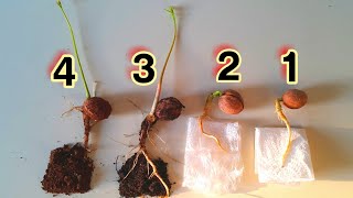 Walnut cultivation in 4 different ways