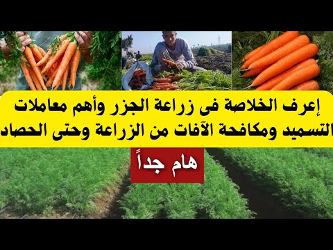 إعرف زراعة الجزر وأهم المعاملات من الزراعة وحتى الحصاد للحصول على أعلى إنتاج ممكن لايك واشتراك