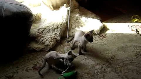 Video 11768101: siamese kitten playing