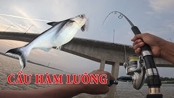 CÂU CÁ SÔNG MEKONG DƯỚI CHÂN CẦU HÀM LUÔNG