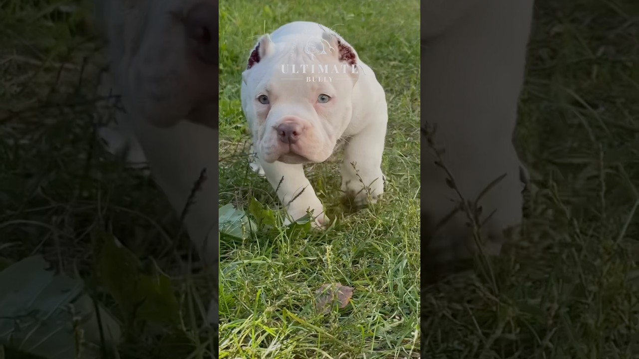 Ultimate Bully Iceberg Родители: Багги х Диор.Для быстрой связи WA+7910 1213000 