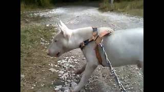 Bull Terrier Beki 6,5 Months