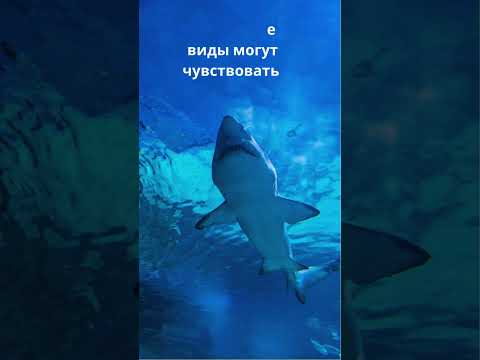 Акула — древний хищник #животные #calmshorts #факты #хочуфакты #youtubeshorts #природа #nature