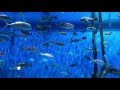 33500 gallon saltwater aquarium at rumfish grillguy harvey outpost