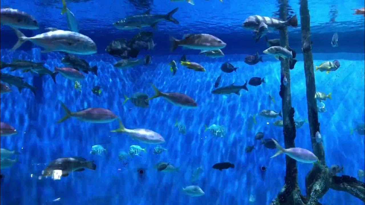 33,500 Gallon Saltwater Aquarium at RumFish Grill/Guy Harvey Outpost