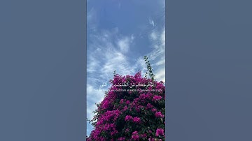 وَكَانَ اللَّهُ بِكُلِّ شَيْءٍ عَلِيمًا 🤍🥀#ياسر_الدوسري #quran #سورة_الاحزاب #اكسبلور #allah #لايك