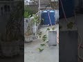 Parrots enjoying the fullest