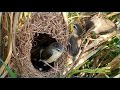 The next generation of birds left the nest in day 15 -  Congratulation of birds family