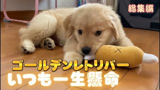 【Surprise】Are Golden Retriever puppies so healthy?