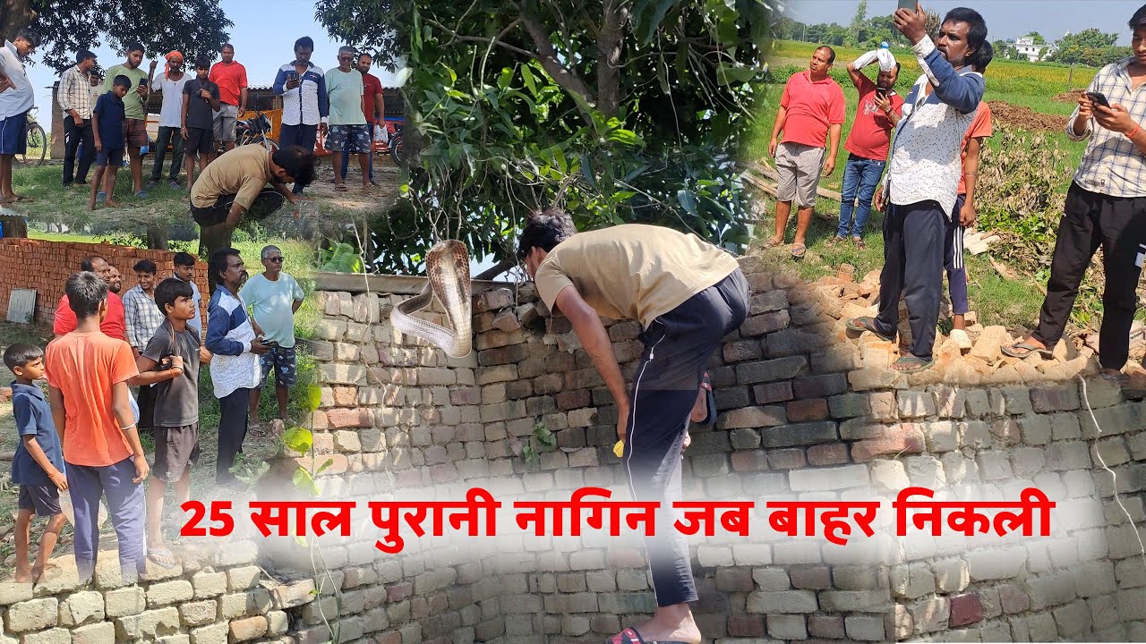 25 साल पुरानी नागिन जब बाहर निकली तो मच गया हड़कंप | Nagin Snake Rescue Video | Snake Saver Shakti