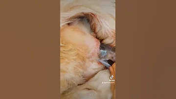 لازم تعرف المعلومة دي قبل ما كلبتك تولد 