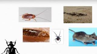 Eco-friendly Pest Control in Marrickville