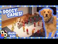 Gamer Pups Solve Mazes And Play Hide-And-Seek! | Dodo Kids | Animal Videos