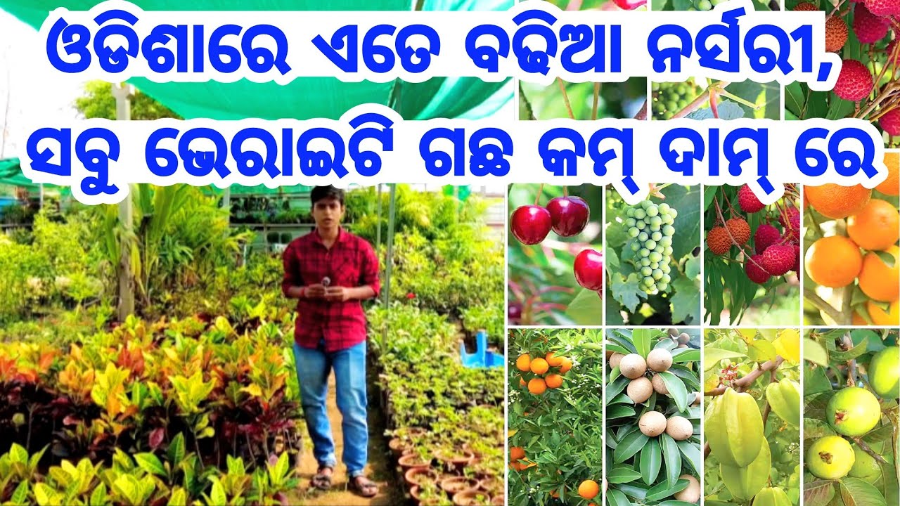 Best Low Price Nursery Tree Collection All Varieties Plants Flowers Best Low Price Nursery Tree Collection All Varieties Plants Flowers