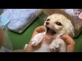 Super Cute Fennec Fox Failed In Getting Along With Dogs And Cats ;( | Kritter Klub