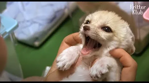 Quanto costa un cucciolo di fennec?