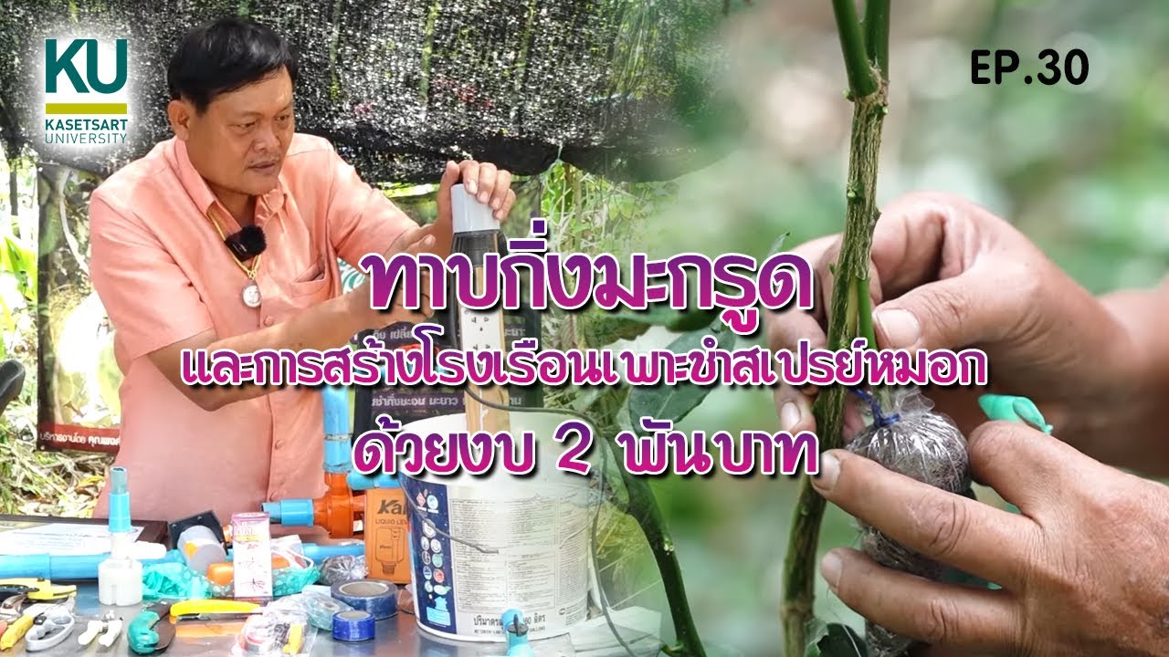 KU คู่ชุมชน : Ep.30 ทาบกิ่งมะกรูดและการสร้างโรงเรือนเพาะชำสเปรย์หมอกด้วยงบ 2 พันบาท #ทาบกิ่ง #มะกรูด