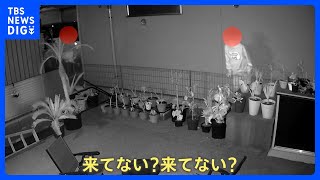 「来てない？行こう」逃走中だった？自宅の庭に3人組の不審な人物が… フェンス破壊・植物折れる被害も 防犯カメラが一部始終を激撮｜TBS NEWS DIG