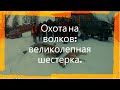 Охота на волков: великолепная шестерка.