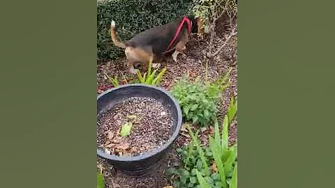 Video of adoptable pet named LEO