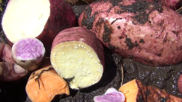 Batatas en Tiestos de Tela