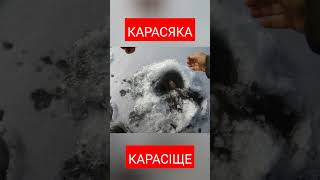 КАРАСЬ ГАРНЮЩИЙ/ДОЧЕКАВСЯ#shorts #shortsvideo #shortvideo #ruslanfishhunter #карасьнаудочку #рибалка