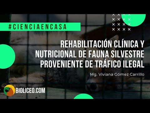 Vídeo: El Desastre De Nutrició De Les Mascotes Pendents - Veterinari Diari