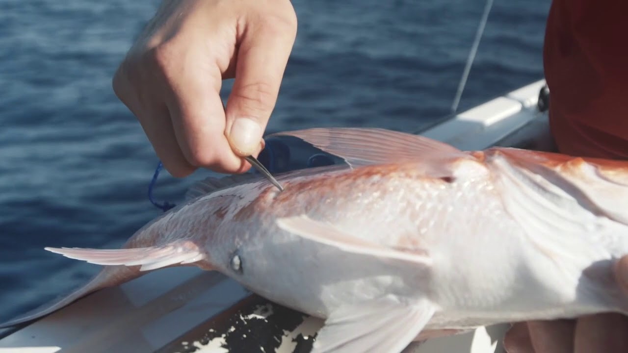 How To Properly Vent An Offshore Fish (With Capt. Dylan Hubbard) 