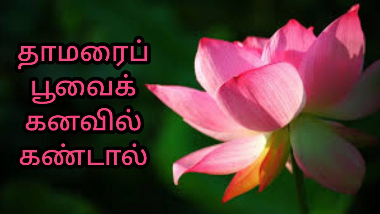 Thamarai Poovai Kanavil Kandal lotus In thamarai-poovai-kanavil-kandal-lotus-in