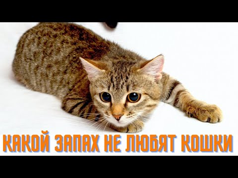 видео: Какой запах не любят кошки