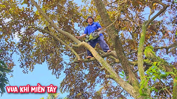 Vua khỉ chạy 133km chỉ để cưa tỉa cành cây Vú Sữa và hạ gốc 2 cây Cọ lớn.