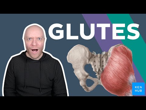 Gluteal muscles: Anatomy and function | Kenhub — video thumbnail