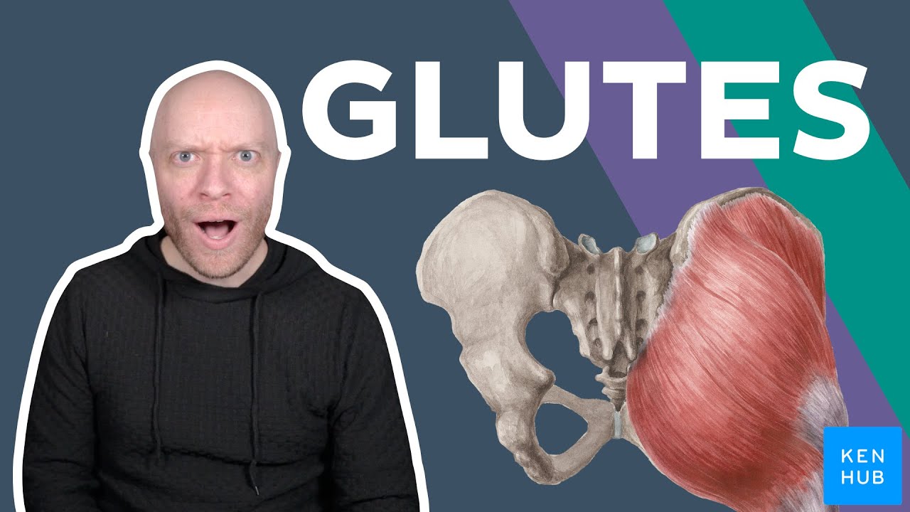 Glute anatomy in 16 minutes | Kenhub