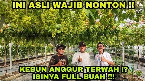 INDONESIA HARUS TAU ADA KEBUN ANGGUR SEBAGUS INI !!! FULL BUAHHHHH
