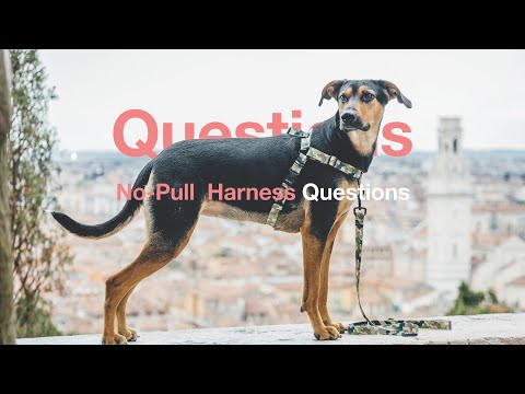 वीडियो: नो-पुल डॉग हार्नेस कैसे काम करते हैं?