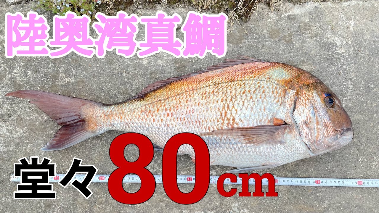 陸奥湾真鯛 一つテンヤロッド ステラvs大型真鯛 乗っ込み 産卵期の真骨頂 Danger Youtube