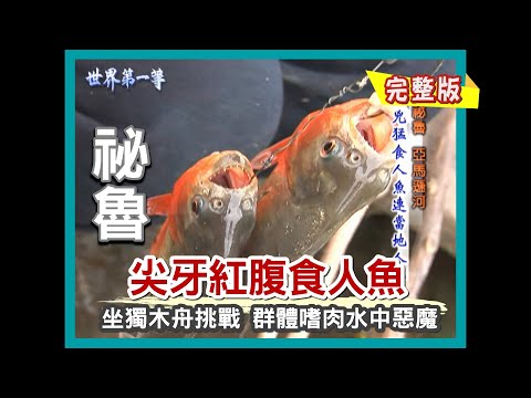 【祕魯】食人魚現身 亞馬遜河危機（踏上安地斯山脈 尋找壯陽國寶滿哥）｜《世界第一等》172集小馬完整版