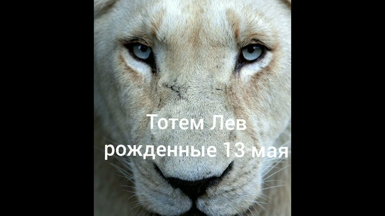 лев рожденный