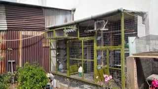 Căn cứ bồ câu đua - Big-Pic pigeon loft  V-2.0 2014 part 2