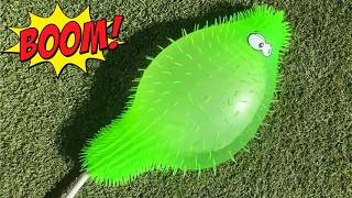 How Big Will Pickle Get?