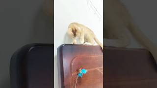 Mimi's Paliying #cutefunnycat #cat #catlover #kitten #cutecat #mycat #cutepet #funnycat #kittycat Mimi's Paliying #cutefunnycat #cat #catlover #kitten #cutecat #mycat #cutepet #funnycat #kittycat