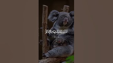 🕊️ سورة لقمان | بصوت القارئ ياسر الدوسري 🎧