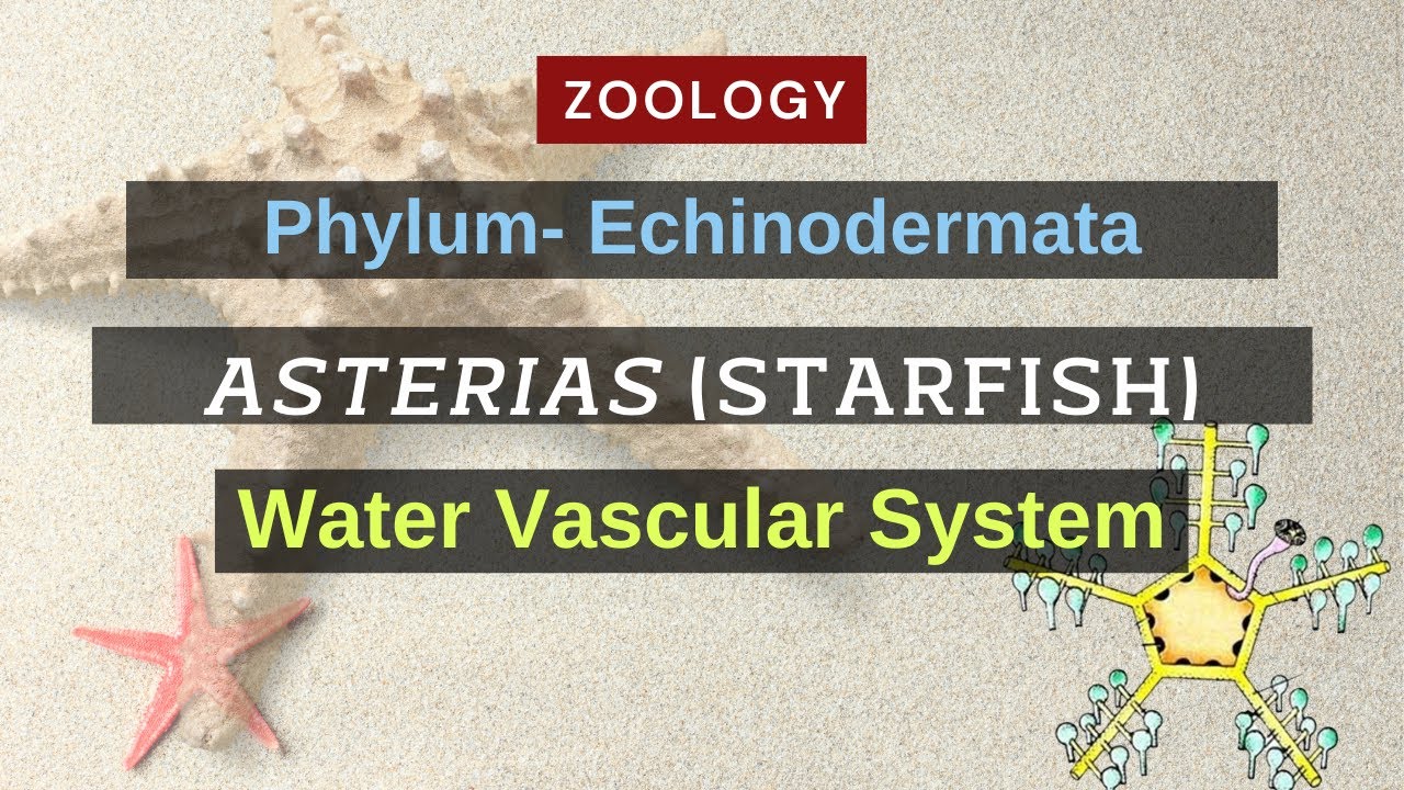 Water Vascular system of Asterias (Starfish) || Zoology - YouTube