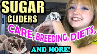 SUGAR GLIDER CARE screenshot 1